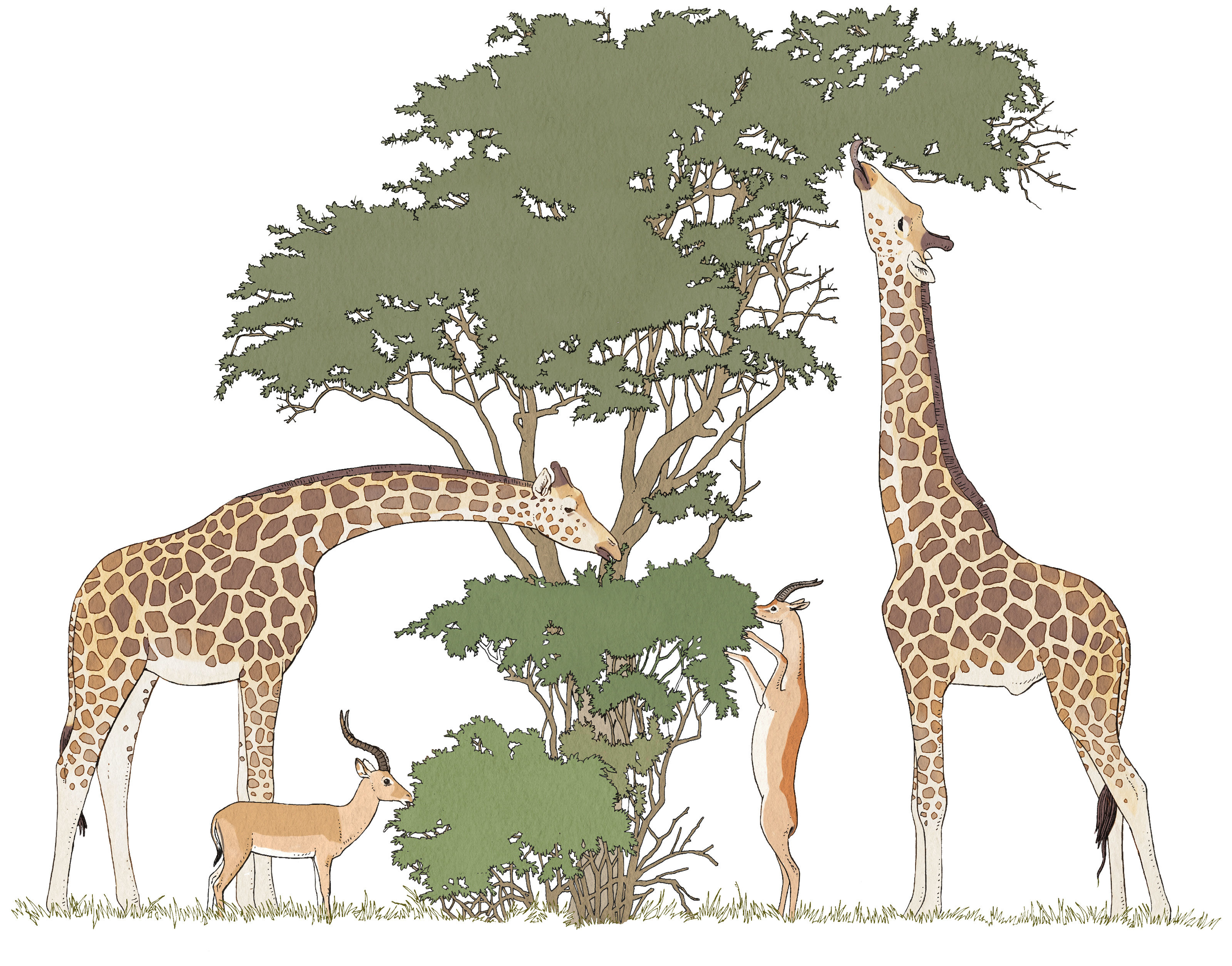 Knie_Kinderzoo_Giraffen-etagen_bunterhund_Illustration