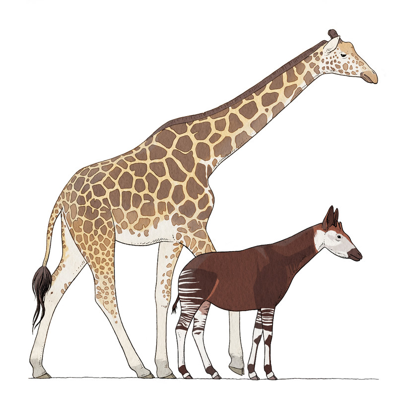 Knie_Kinderzoo_Giraffe_Okapi_bunterhund_Illustration