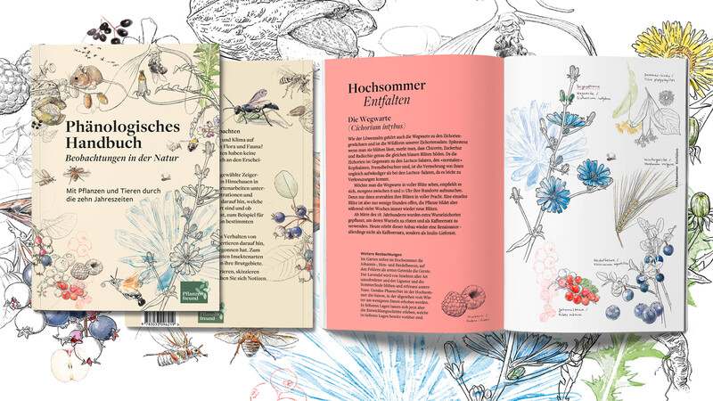 Phaenologisches-Handbuch_Pflanzenfreund_aktuell_bunterhund-Illustration_ebenen